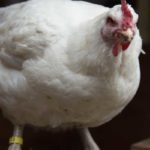 Chicken1