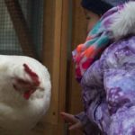 Chicken2