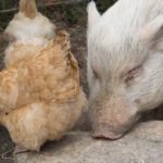ChickenPig