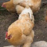 Chickens