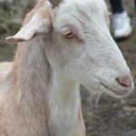 Goat1