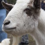 Goat2