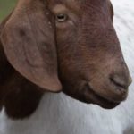Goat4