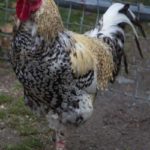 Rooster