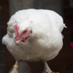 chickenBackground