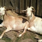 Bessie&MiloMD