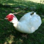 Daffy