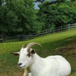Duncan2