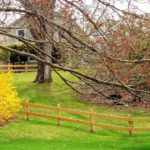 EarlySpring