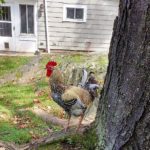 MarianoTree