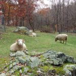 SheepPasture2
