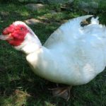 daffy2