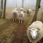 sheepmist