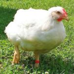 PepperSP