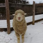 IMG_20171215_101639878