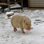 IMG_20171215_104039642