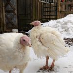 IMG_20181128_100721788