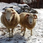 IMG_20181226_123920072