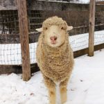 IMG_20171215_101639878