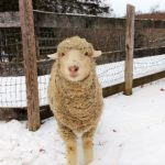 IMG_20171215_101639878