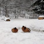 IMG_20180402_110619705