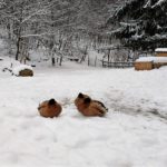 IMG_20180402_110619705