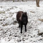 IMG_20180406_115353647