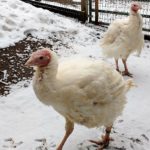 IMG_20181128_100624363