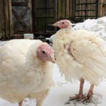 IMG_20181128_100721788