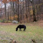 CoryBackgroundWordPress