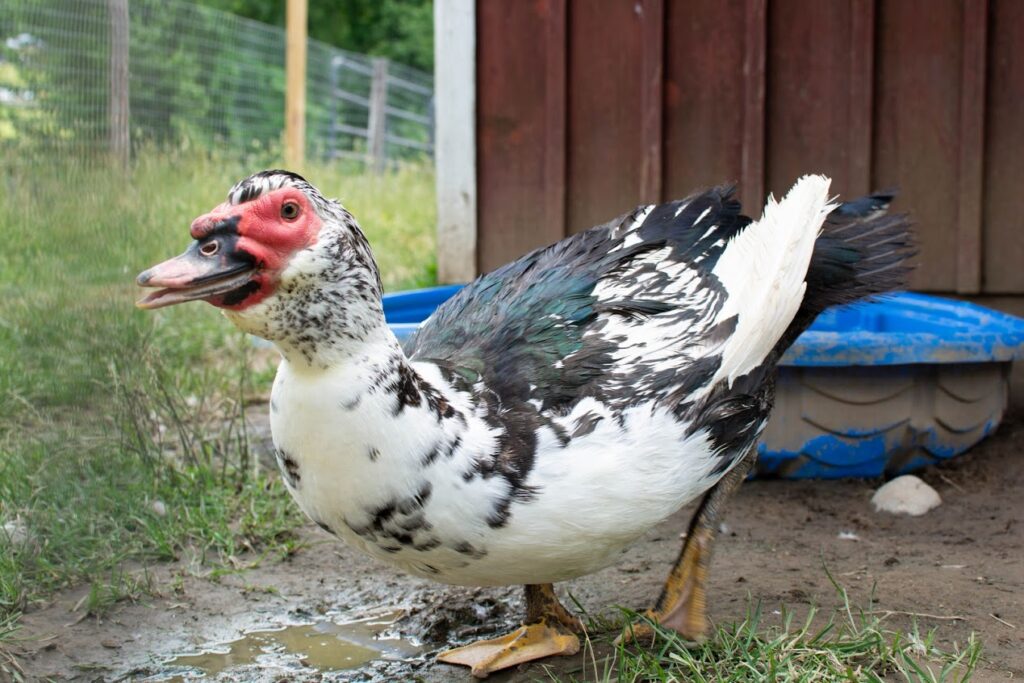 Ducks – Safe Haven Farm Sanctuary