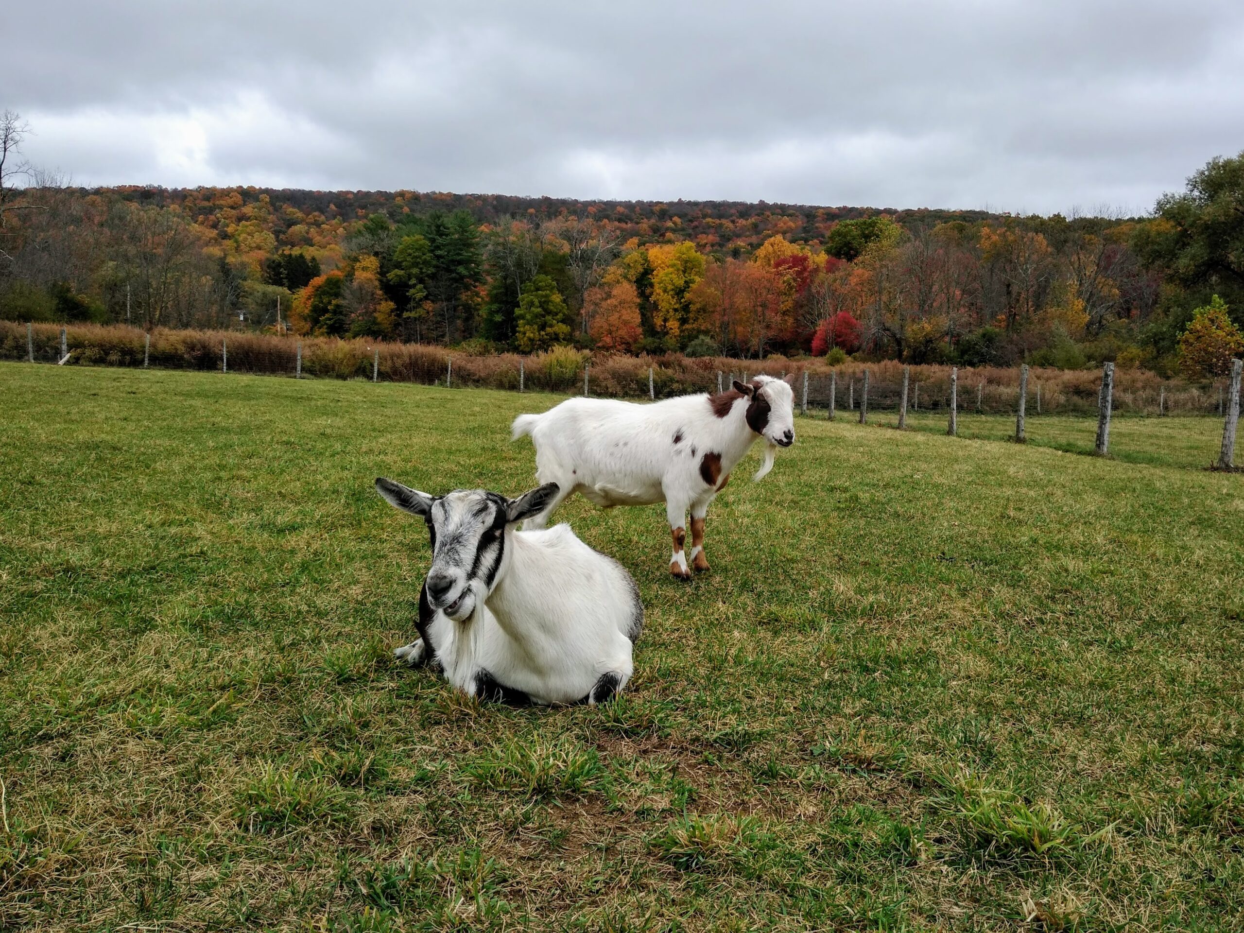 IMG_20201020_133039809