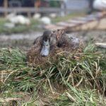 SliderBridgetteEdwin