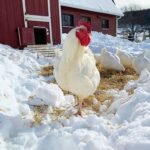 132026693_3689342467793819_8629001162236889310_n