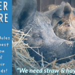 134779906_308378270558375_2188189211667941289_n