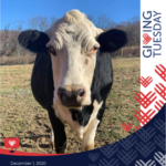 GivingTuesdayHeather