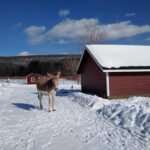 BackgroundCarsonLandscape