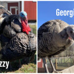 IzzyGeorgieCollageBig