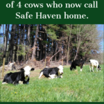 4cowsC
