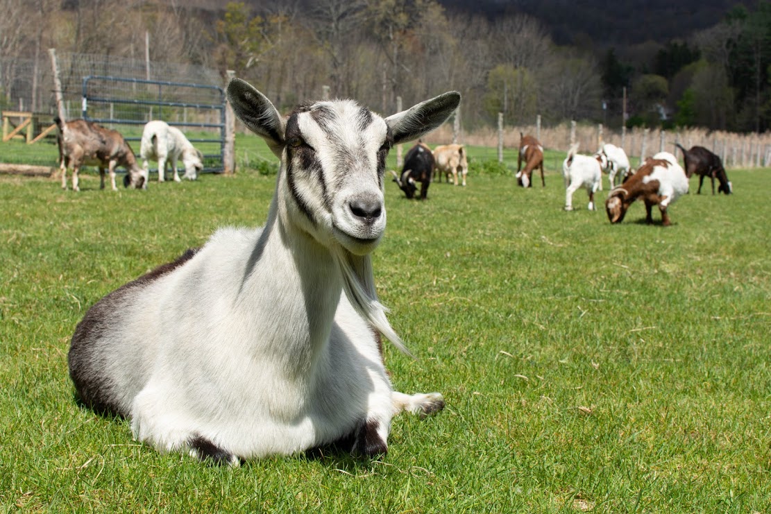 Goats Safe Haven Farm Sanctuary