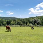 HorseSummerBackground