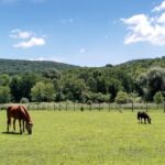 HorseSummerBackgroundC