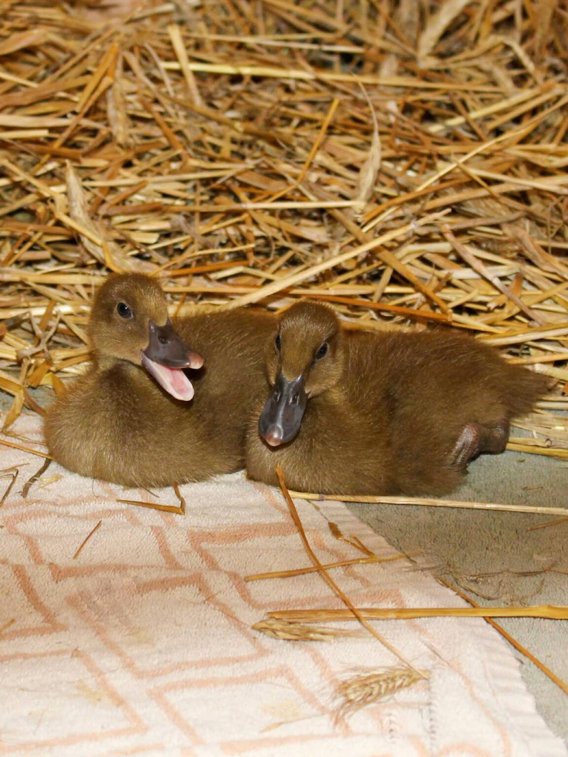 Ducks – Safe Haven Farm Sanctuary