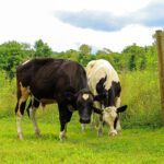 IMG_20210724_144116-2