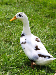 Ducks – Safe Haven Farm Sanctuary