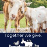 GivingTuesdayPortraitGoats