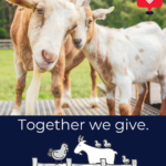 Together we give (Instagram Story)