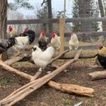 270269414_1012761455946217_6081603921856676586_n