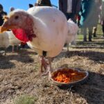 IMG_20221119_180957_732