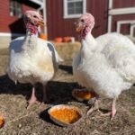 IMG_20221119_181101_397